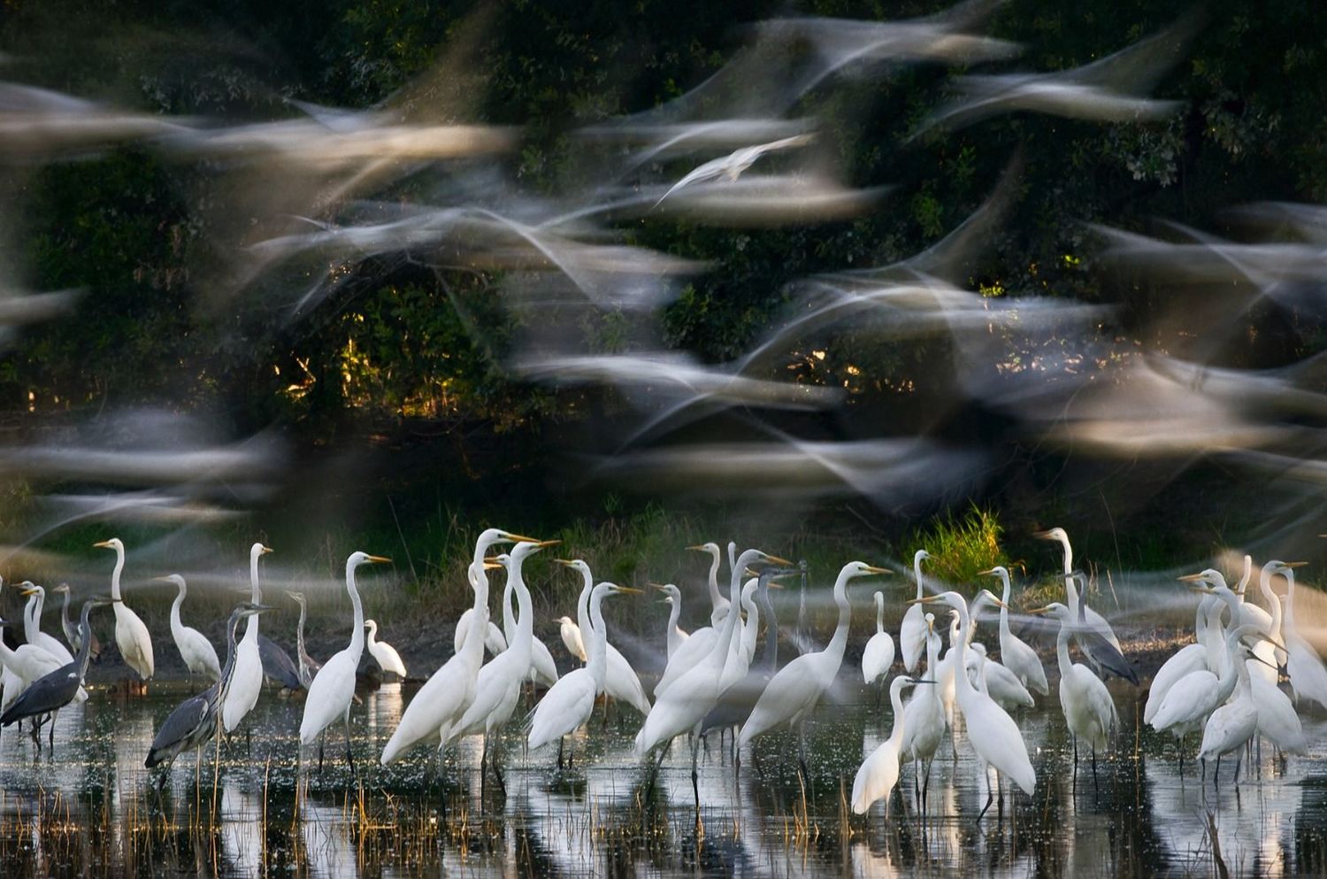 Changing Fortunes of the Great Egret