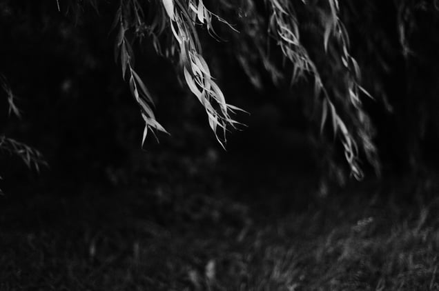 Rosario's Willow