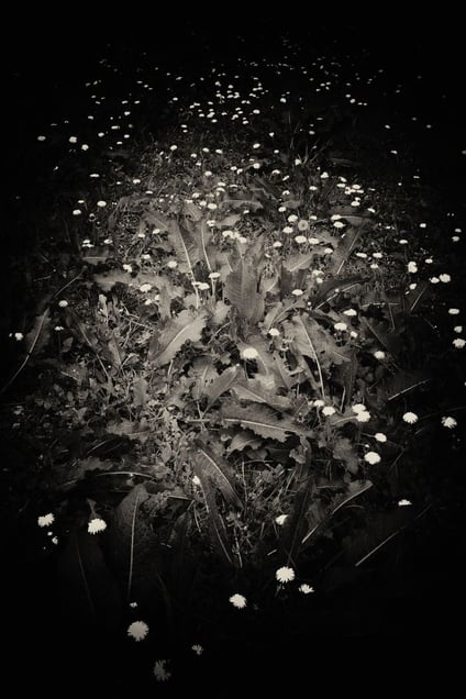 © Albarrán Cabrera