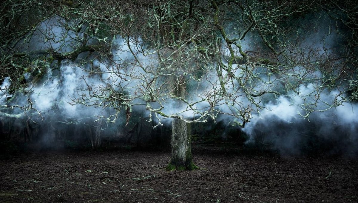 Between The Trees  11 © Ellie Davies