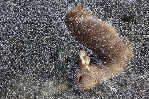 Drowned In A Frozen Dyke, The Hague, Netherlands