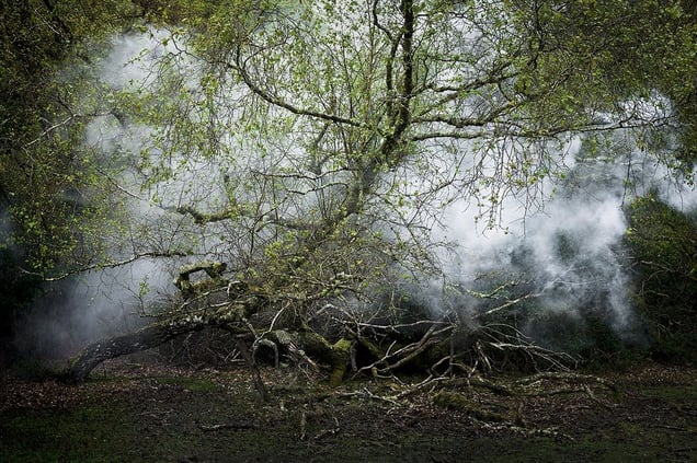 Between the Trees 13© Ellie Davies