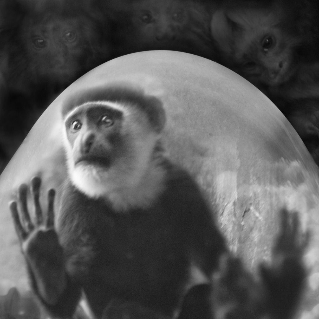 Portfolio Category - LCEA 2013