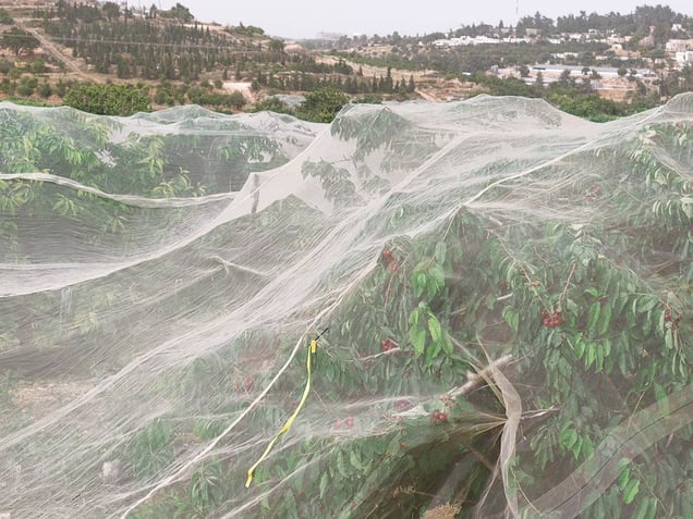 Cisjordanie la valle du Jourdain © Philippe Chancel