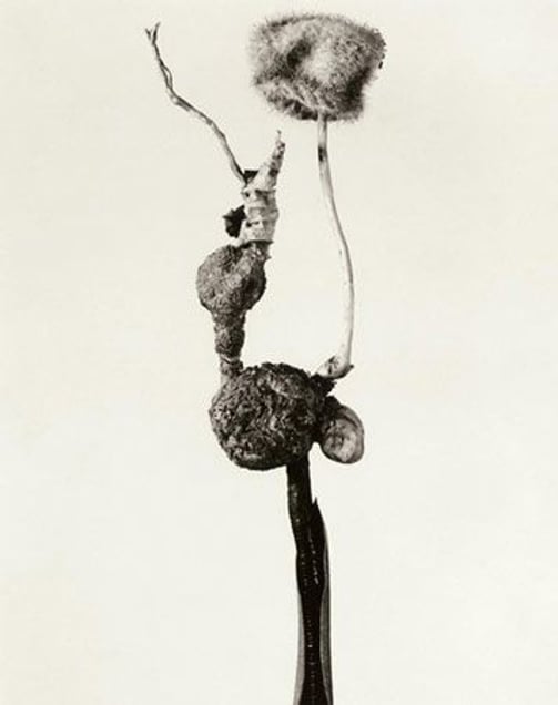 Herbarium series, Barrufeta godafreda, 1983, Selenium toned gelatin silver print, 40 x 30 cm © Joan Fontcuberta