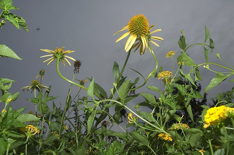 Flowers - Photographs and text by Tony Mendoza | LensCulture