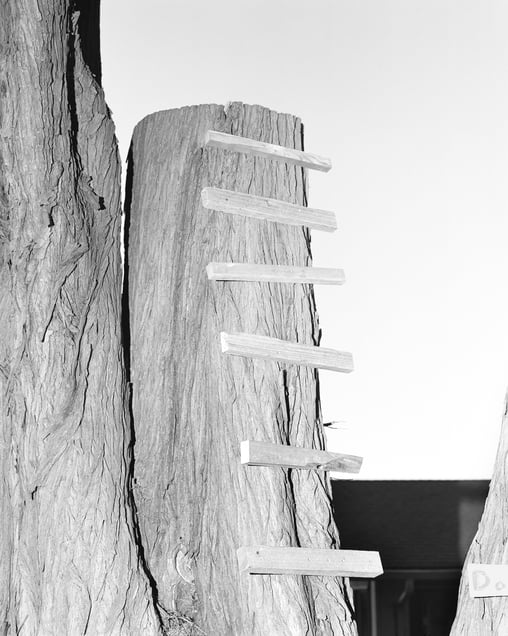 Untitled (Ladder Tree)