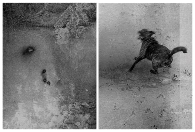 Black Dog Drowning
