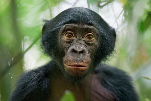 3rd Prize Nature Stories. A 5-year-old bonobo, member of a wild group of bonobos near the Kokolopori Bonobo Reserve, in the DRC. Despite being humans’ closest living relatives, little is known about Bonobos and their behavior in the wild in remote parts of the Congo basin. Bonobos are threatened by habitat loss and bush meat trade © Christian Ziegler, Germany, for National Geographic Magazine