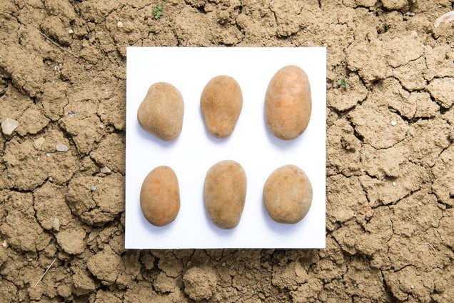Stage: Tuscany. Garfagnana. Potatoes plantation, typical of this mountain area.