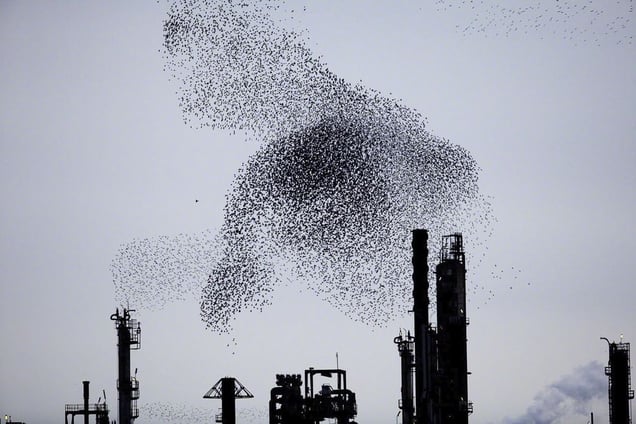 From the series "Refinery Flocks" © Massimo Cristaldi