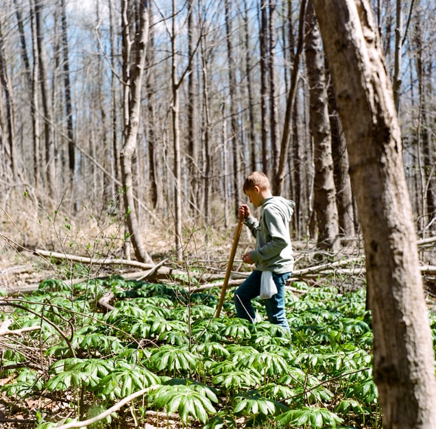 Mushroom Hunting, 2026.