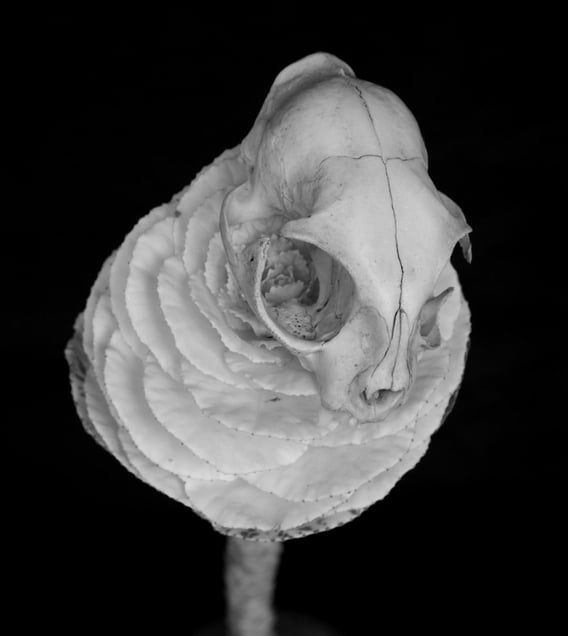 From the photobook, Penumbrae © Juul Kraijer