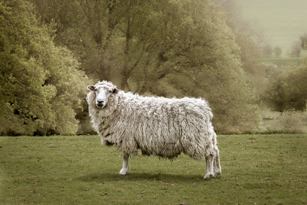 The Ancient Town and Cinq Port of Rye.