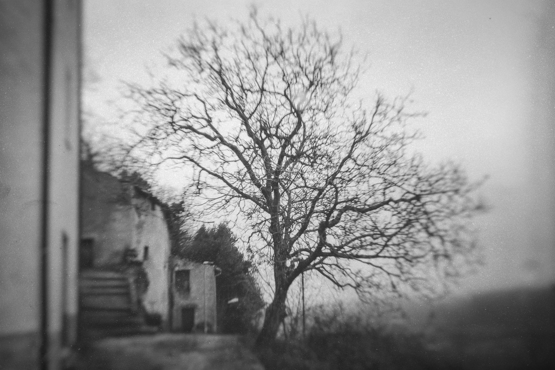 Echoes of Winter: The Anatomy of a Silent Farewell 