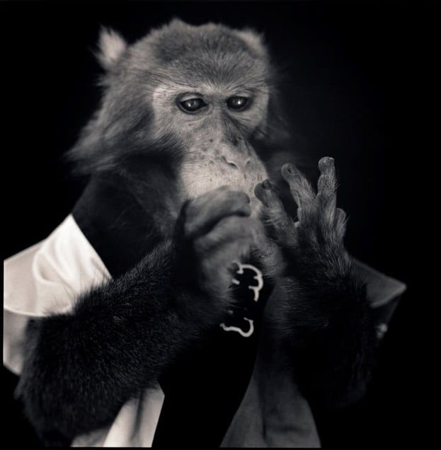 Kanpei Counting Fingers, Suo Sarumawashi © Hiroshi Watanabe