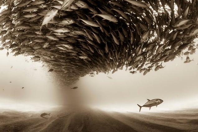 "Mexico, Baja California, Sea of Cortez. A big school of Jacks forming a ceiling found at the protected marine area of Cabo Pulmo". From the Series "Silent Kingdom". Since childhood, I have been attracted to the sea.