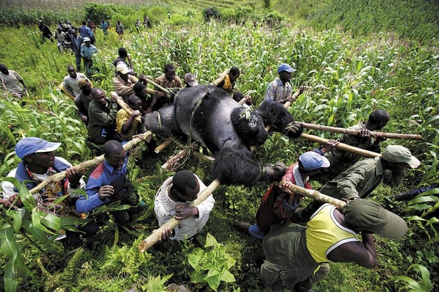 1st prize Contemporary Issues Singles © Brent Stirton, South Africa, Reportage by Getty Images for Newsweek. Evacuation of dead Mountain Gorillas, Virunga National Park, Eastern Congo.