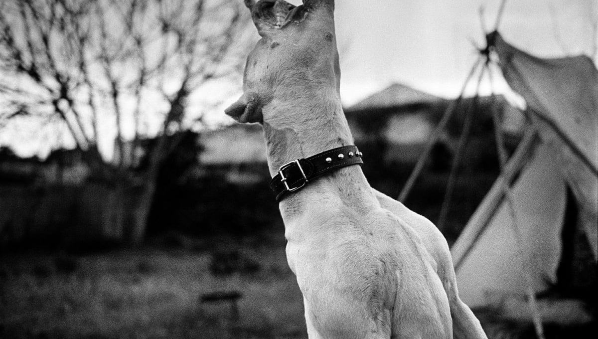 Hungry dog. Badlands, South Mallorca Island.