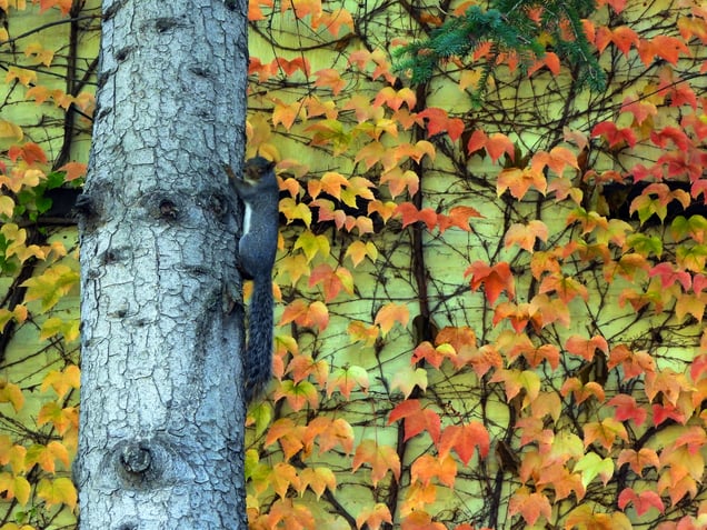Autumn leaves