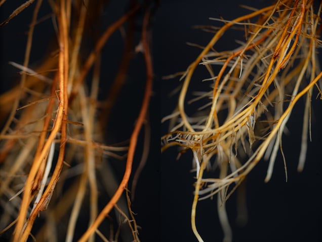 Roots