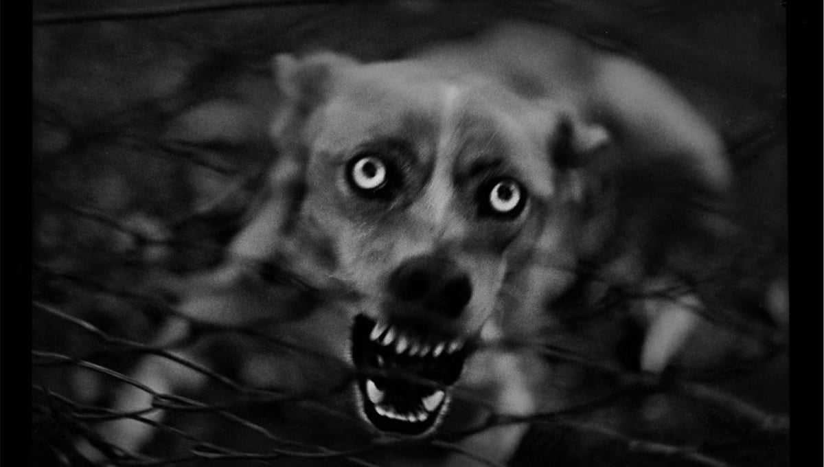 "Untitled" (Dog), 2006 © Giacomo Brunelli