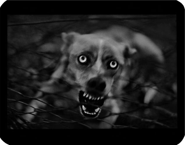 "Untitled" (Dog), 2006 © Giacomo Brunelli