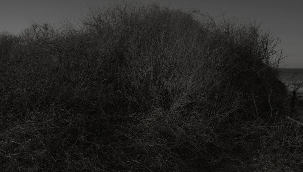 Untitled (9017)