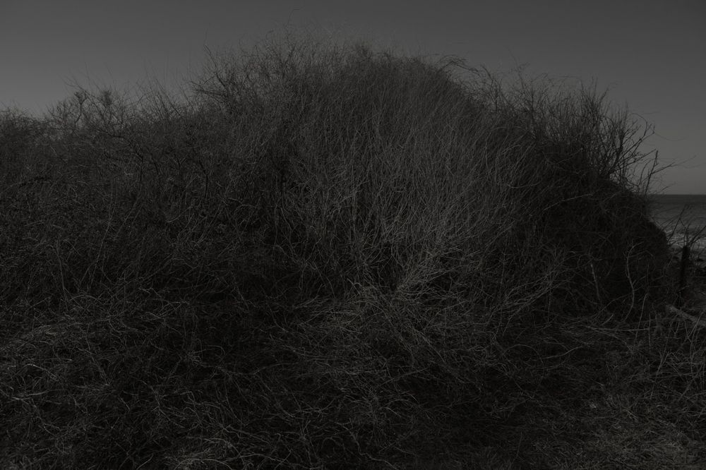 Woods the Walls and Wells