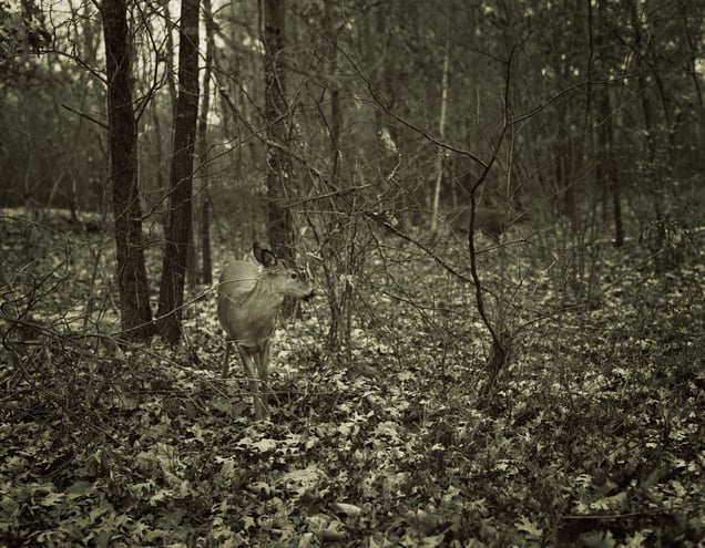 Deer