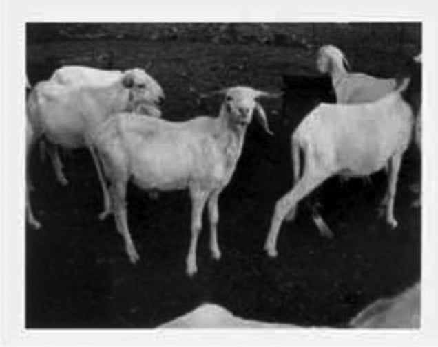 Polaroid photo by Patti Smith, from the exhibition "Land 250" at Fondation Cartier pour lart contemporain, Paris, March 28  June 22, 2008
© Patti Smith © Fondation Cartier pour lart contemporain