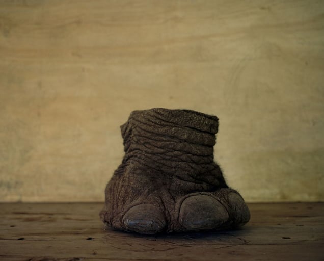 elephants foot, northern kenya-from the series 'with butterflies and warriors'-David Chancellor