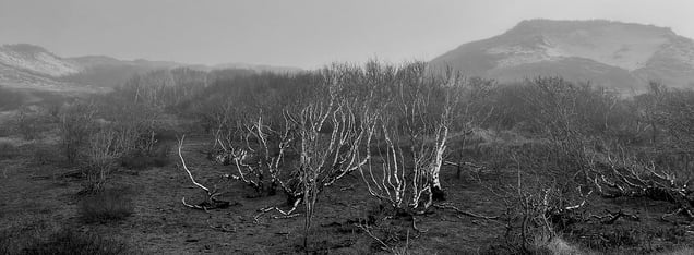 Wetland
