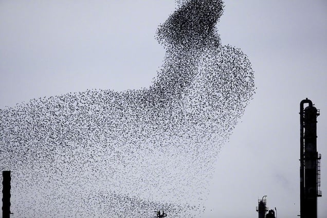 From the series "Refinery Flocks" © Massimo Cristaldi