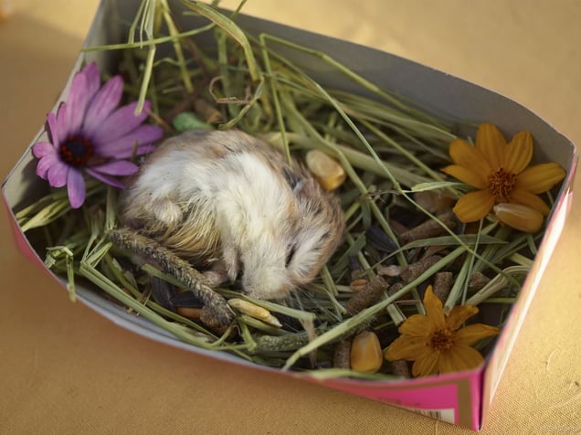 Hamster's Funeral