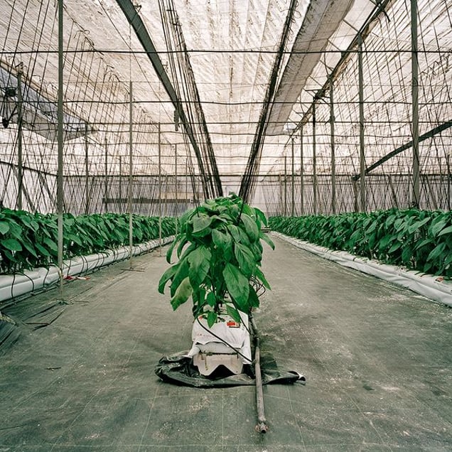 Pepper plants growing in a hydroponics set up. El Ejido, Almeria. © Reinaldo Loureiro