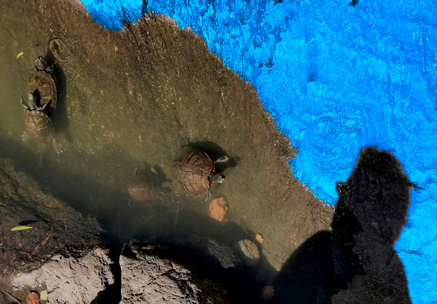 9. OUT OF THE BLUE - Turtle Dreams