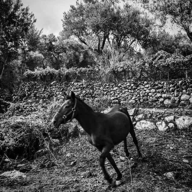 A horse runs near the coast of Lesbos, Greece. Just a few meters away, hundreds of refugees are arriving on the beaches.