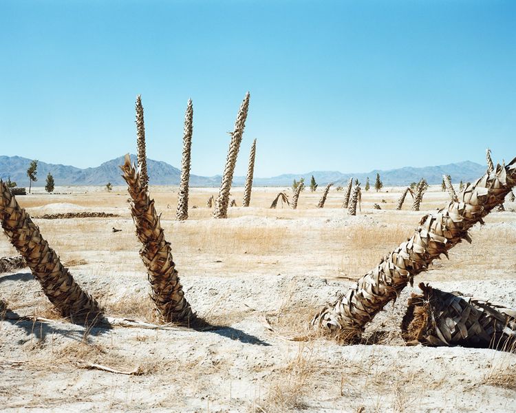 Mojave and
      Desert Paradise