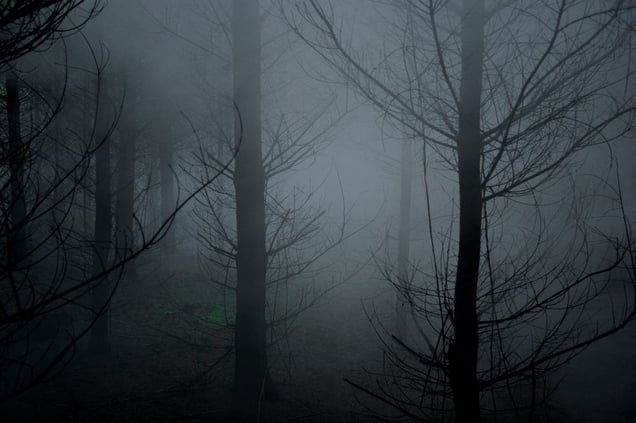 Between The Trees Tyriptych 2 © Ellie Davies