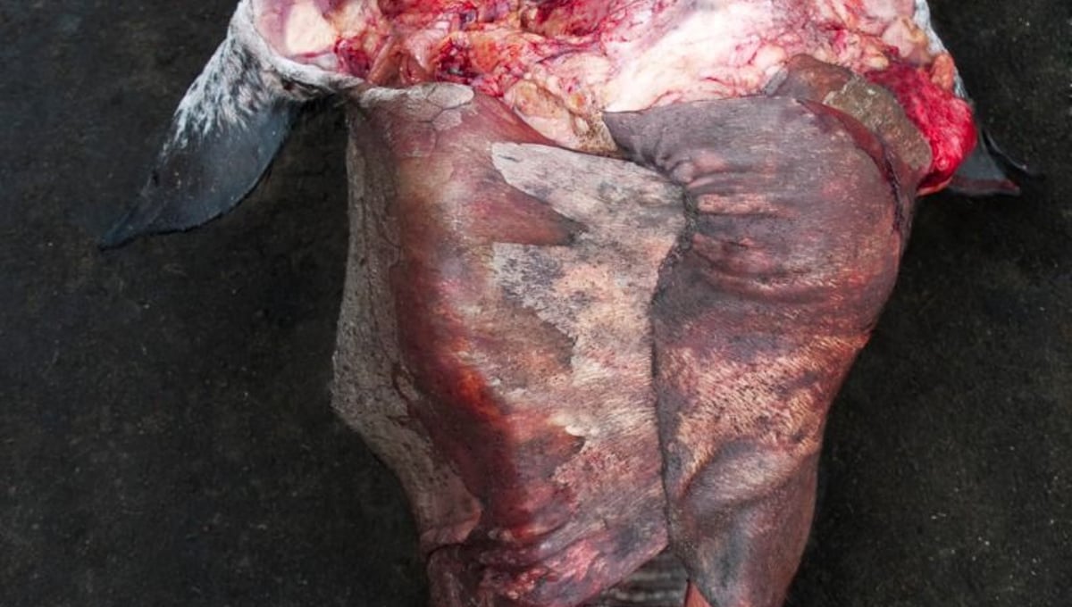 From the series "Meat Portraits" © Alex Van Gelder