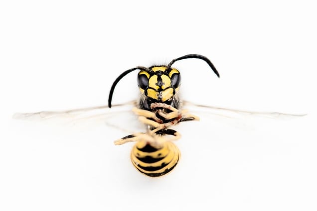 European Wasp - Vespula vulgari  © Patrick Lienin