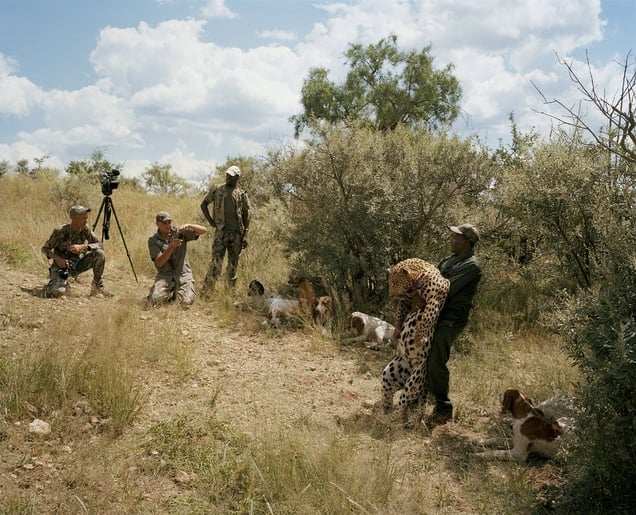 trophy leopard, at the end of the hunt, namibia-from the series 'hunters'-David Chancellor