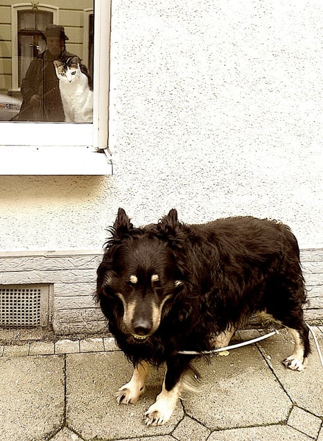 "DRAGONBALL EROS DADAVILLE" or "Bearing Wildness Wilderness Witness" "Wildnis-Wildheits-Zeugnis ablegen"