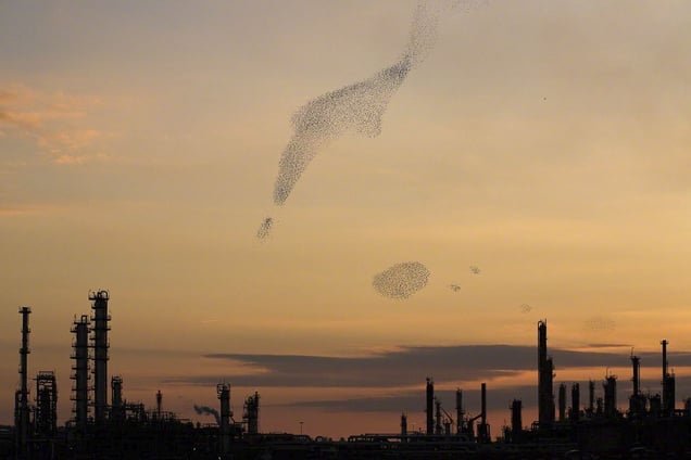 From the series "Refinery Flocks" © Massimo Cristaldi