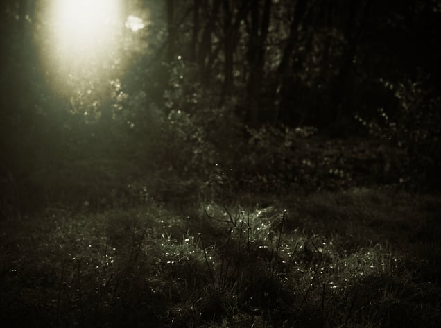 Through the Grass