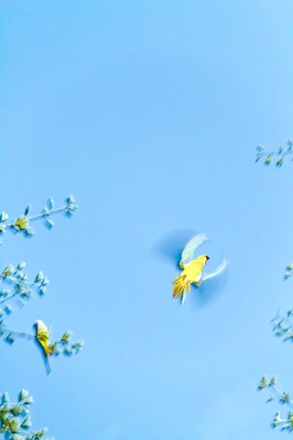 From the photo series "Tokyo Parrots" © Yoshinori Mizutani