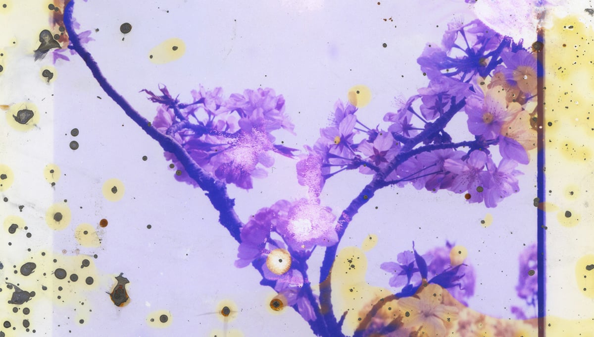 Untitled III, (Lunar Caustic) C Type, Acid, Silver Nitrate, 2014, 216 mm x 152 mm