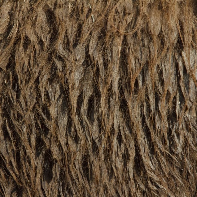 Bactrian camel © Yusuke Sakai