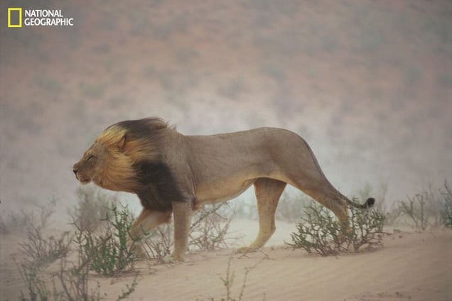 A lion pushes through a dust storm in Kalahari Gemsbok National Park, South Africa. The weather had worsened to the point that it didn’t notice the photographer's approach. "I shot three rolls of him and just one picture turned out—serendipity," says Johns. From the October 125th anniversary issue of National Geographic magazine © Chris Johns/National Geographic